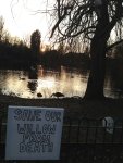 save our willow from death